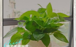 半水培绿萝的养殖方法