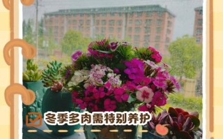 室外多肉如何安全过冬？