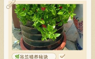 牧丹吊兰水培能放床台上吗？