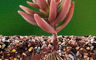 多肉植物土壤要怎么配才透气？