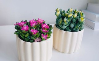 耐冻室内花卉盆栽有哪些？