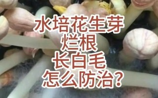 水培植物根腐烂如何防？
