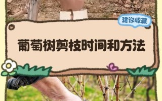 盆栽葡萄8月修剪要怎么做？