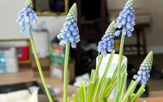 葡萄风信子水培怎么养？