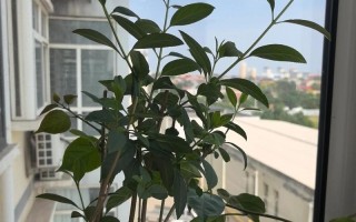 盆栽飘香为何只长花不开花？