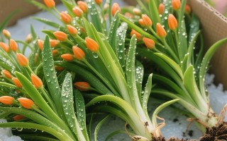 金边翡翠吊兰的花语是什么？