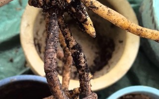 盆栽根部腐烂出水怎么办？