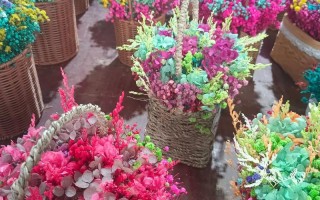 昆明斗南盆栽批发电话