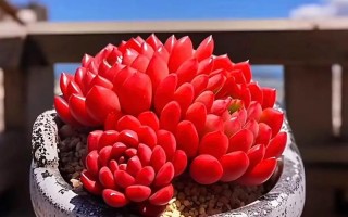 高档红宝石多肉植物长啥样？