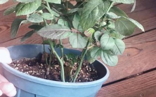 秋天盆栽施肥，到底行不行？