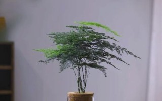 文竹带泥巴能直接水培吗？