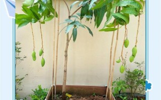 自制芒果盆栽，种子到结果怎么种？