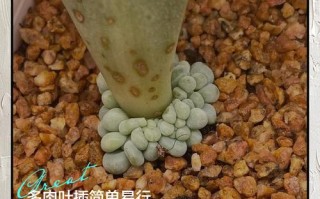 多肉叶子水培能生根吗？