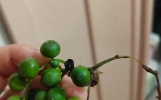 多肉佛珠根部枯萎怎么办？