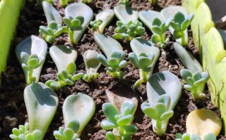 多肉叶插啥时候繁殖成活率最高？