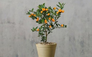 金桔盆栽施肥时间怎么选？