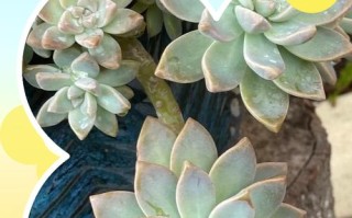 多肉叶子软塌塌？怎么办？