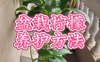 夏盆栽修剪可行吗？