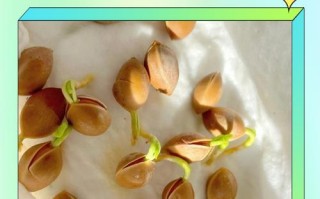 银杏种子捡来能直接种盆栽吗？