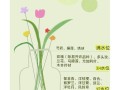 水培花卉的养护管理要点