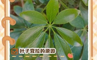 为什么盆栽叶子下垂了