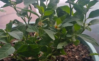 冬盆栽适合放家里吗？