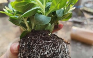 矮花盆适合种哪些小型盆栽？