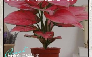 水培如意皇后冬天怎么养？