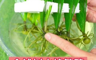 金钱树土培水培哪个更适合生长？