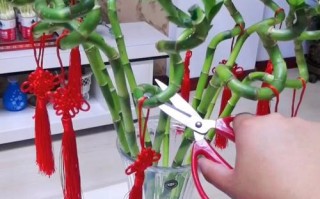 水培转运竹黄杆了怎么办？