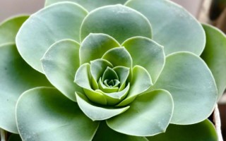 山地玫瑰多肉真的难养吗？