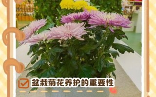 盆栽菊花怎么养？关键技巧有哪些？