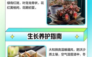 多肉大和锦冬天怎么养才安全？