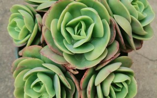 碧桃多肉怎么养？养护要点有哪些？