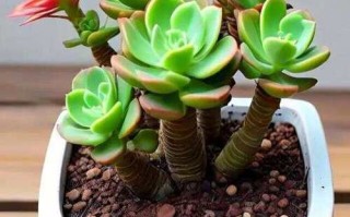 小型花盆栽哪些多肉最好看？