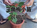 三角梅水培为何难生根？