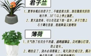 盆栽养护维护有何关键技巧？