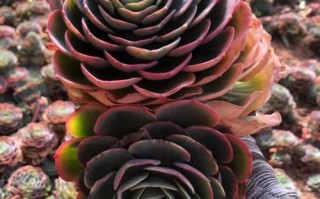 多肉玉蝶叶子出现斑块