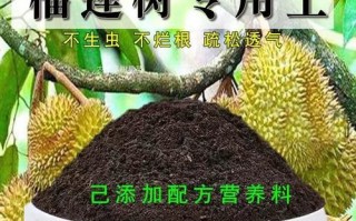 盆栽榴莲施肥怎么选？