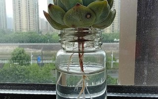 水培多肉能养好吗？