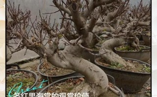 冬红果盆栽怎么养？关键技巧有哪些？