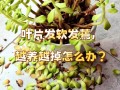 夏天多肉休眠叶子变软怎么办？