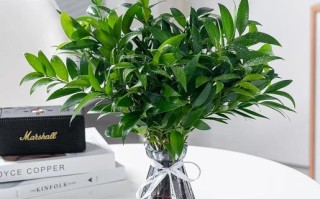 什么盆栽植物能四季常绿？