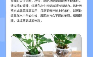 秋冬水培红掌怎么养？
