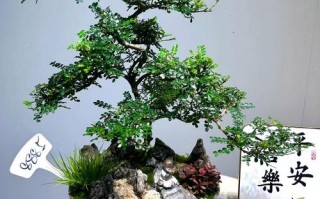 云南清香木盆栽怎么养才好？