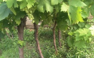 葡萄盆栽后怎么养护长得好？