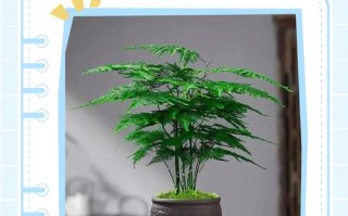 水培文竹折了还有救吗？