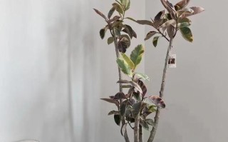 水培橡皮树几天浇水一次合适？