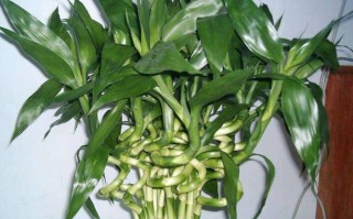 水培富贵竹不长根发黄怎么办？