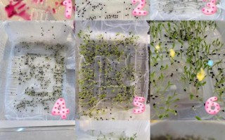 火龙果籽怎么水培？图解方法看这里！